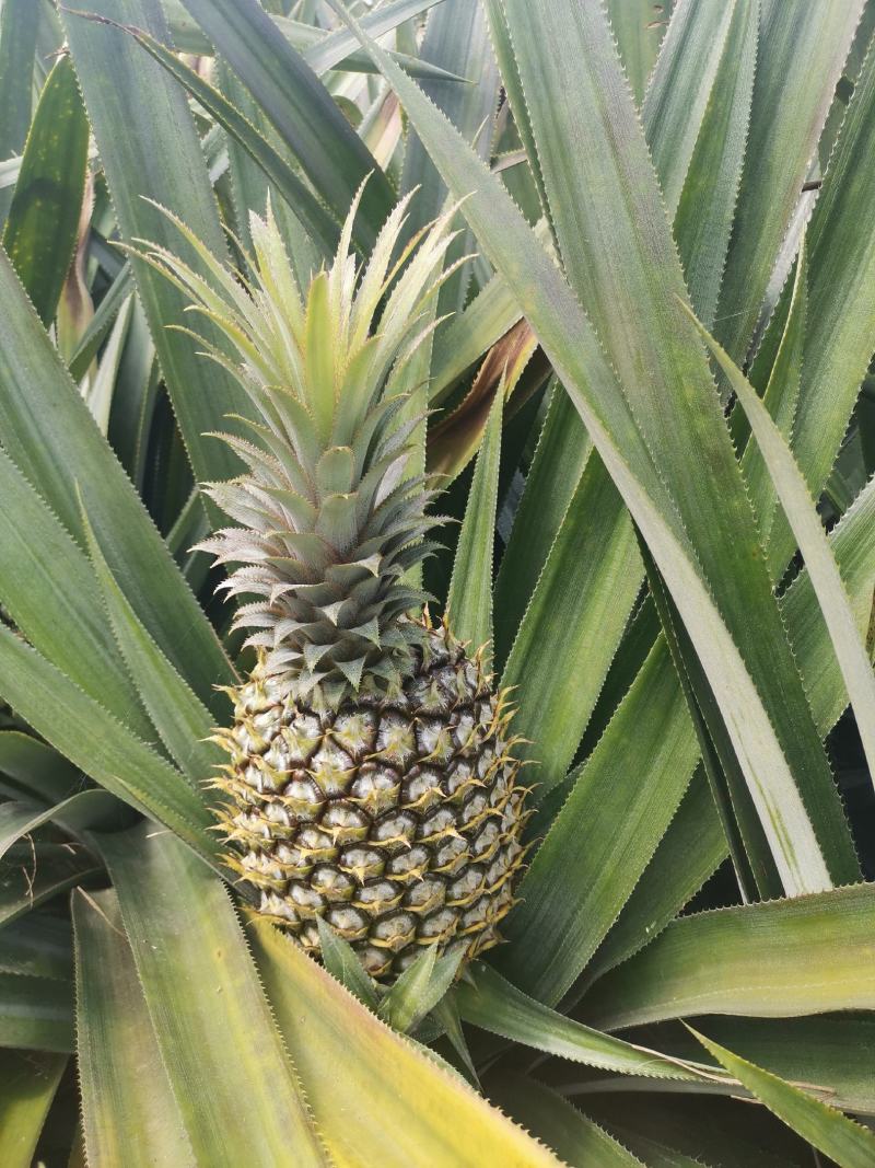 【今天直降】徐闻精品菠萝新鲜热带水果大菠萝包现摘现发