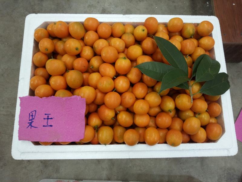 阳朔金桔之乡恒彩专业合作社