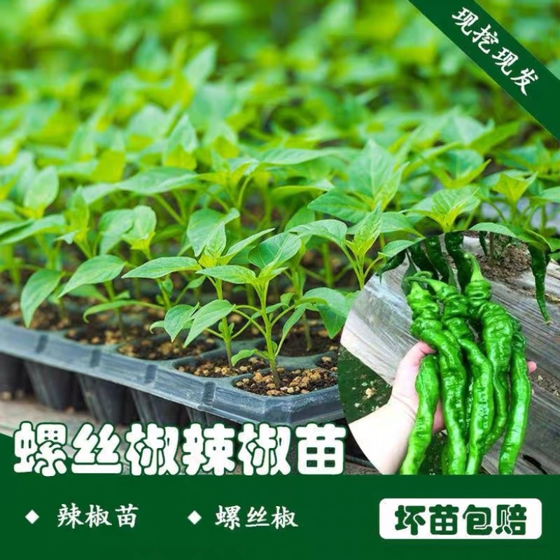 辣椒苗阳台蔬菜种植各种辣椒苗，厂家直发，发往全国市场