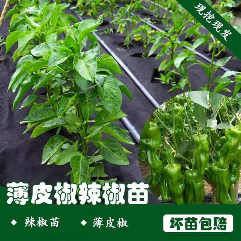 辣椒苗阳台蔬菜种植各种辣椒苗，厂家直发，发往全国市场