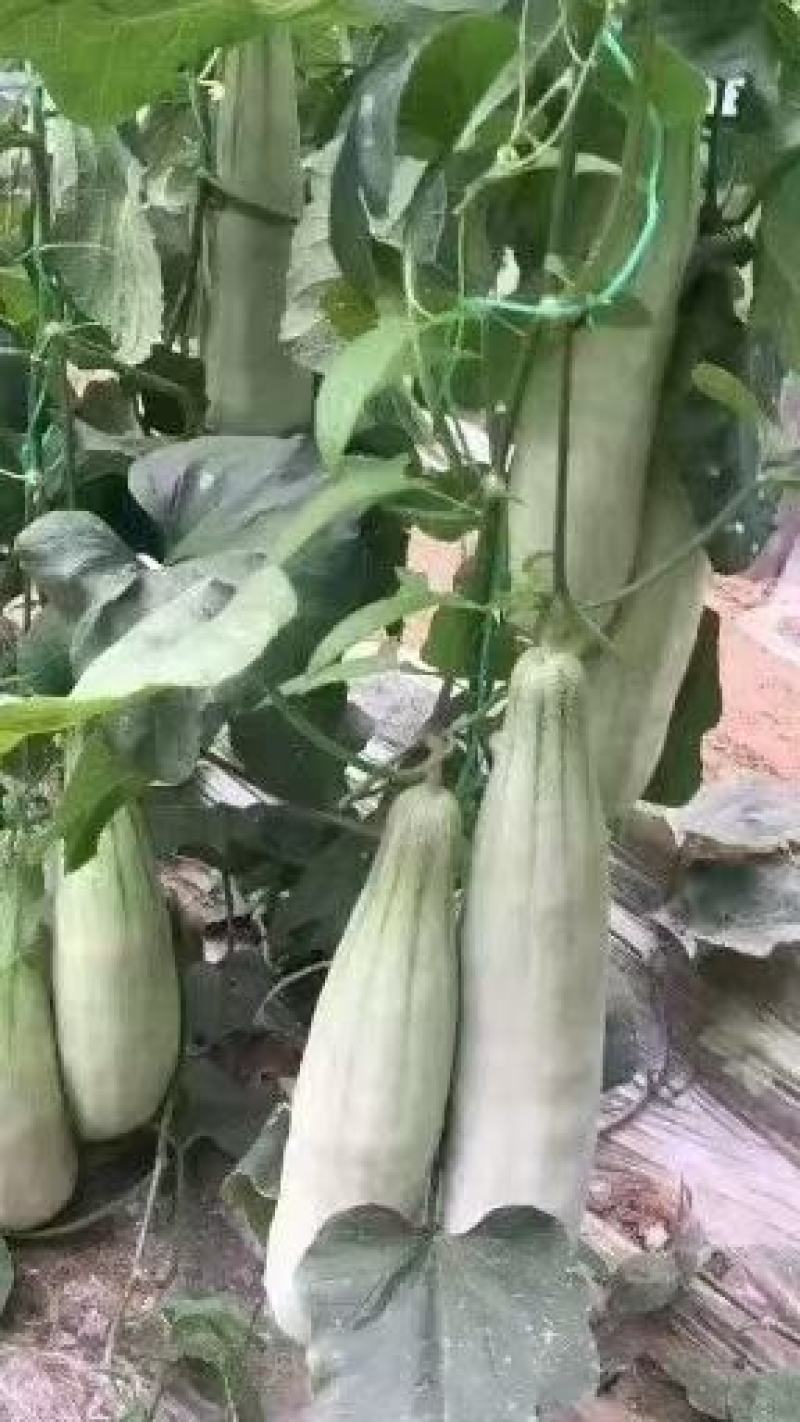 山东羊角蜜甜瓜口感脆甜量大微商电商可供
