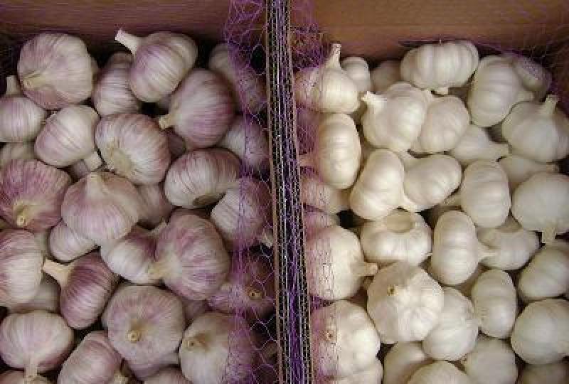 精品金乡大蒜，加工精品优质大蒜，量大从优，代发全国。