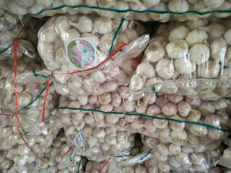 精品金乡大蒜，加工精品优质大蒜，量大从优，代发全国。