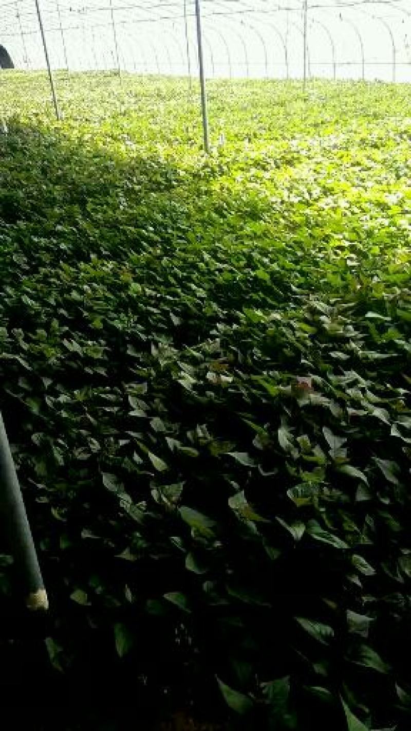 红薯苗，西瓜红红薯苗，自有繁育基地，15年专业育苗。