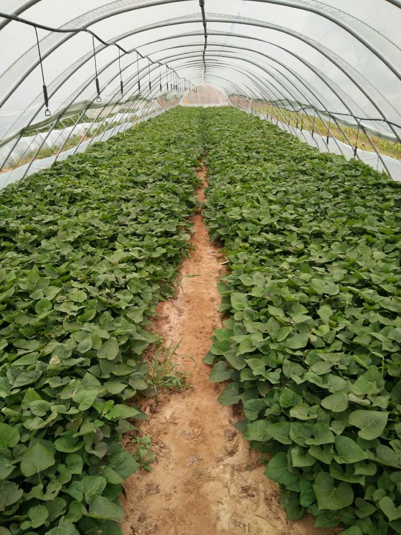 红薯苗，西瓜红红薯苗，自有繁育基地，15年专业育苗。