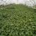 红薯苗，西瓜红红薯苗，自有繁育基地，15年专业育苗。