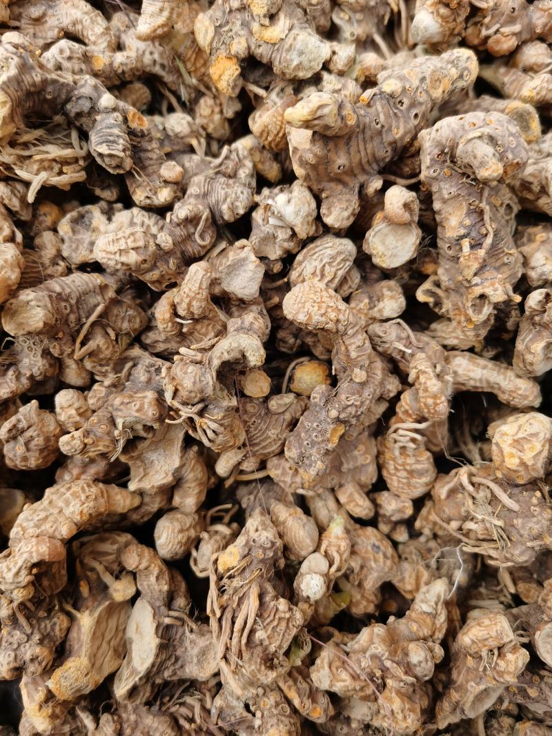 射干，三年生射干个子，