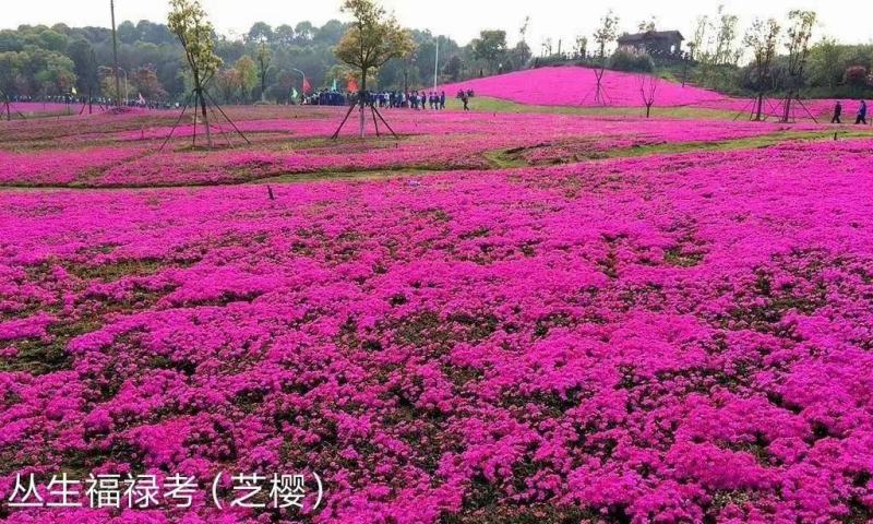 福禄考，宿根福禄考，芝樱基地直销常年供应各种绿化苗木