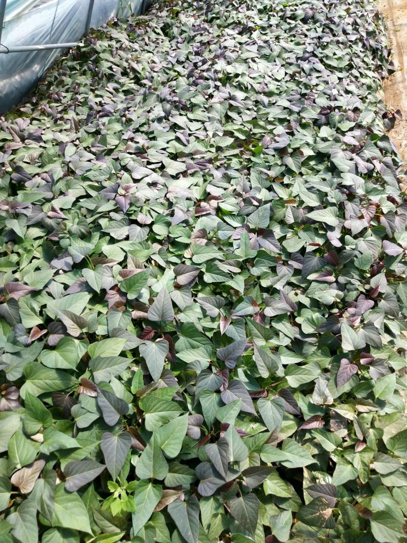 紫薯苗，济黑一号红薯苗15~25cm。自有繁育基地繁育