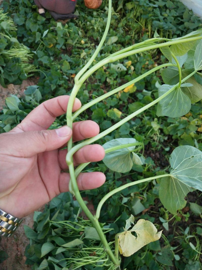 西瓜红红薯苗15~25cm，自有繁育基地繁育。