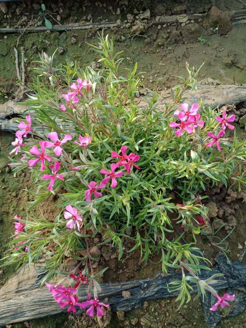 福禄考，宿根福禄考，芝樱基地直销常年供应各种绿化苗木