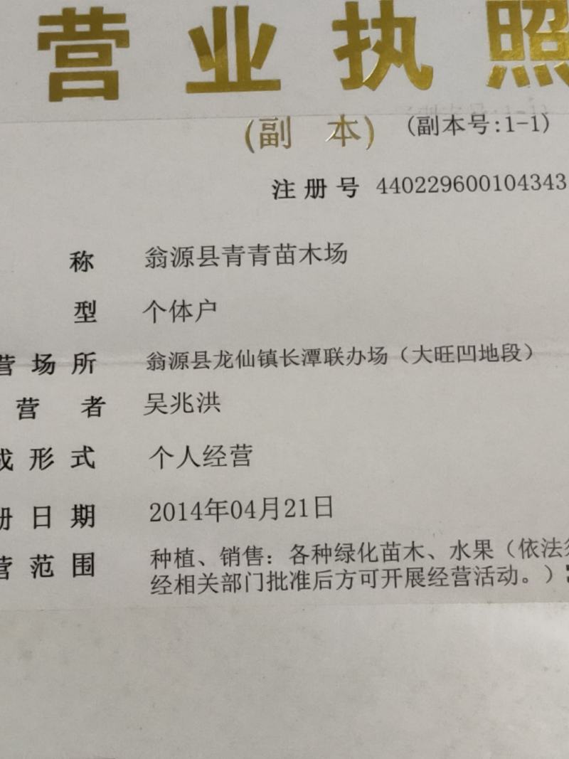 广东韶关翁源县青青苗场供应优质30Cm以上杉树苗