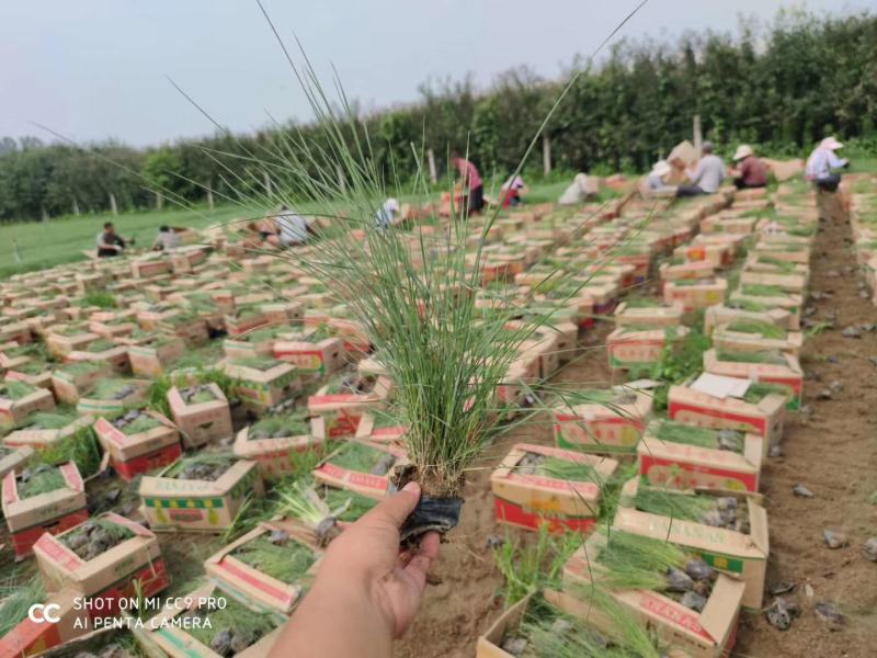 粉黛乱子草，乱子草，常年供应各种绿化。。