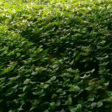 紫薯苗，紫罗兰红薯苗15~25cm，自有繁育基地，专业