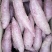 紫薯苗，紫罗兰红薯苗15~25cm，自有繁育基地，专业