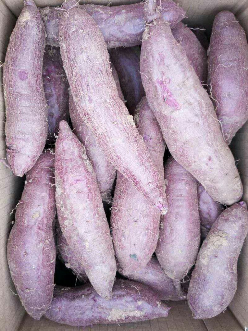 紫薯苗，紫罗兰红薯苗15~25cm，自有繁育基地，专业