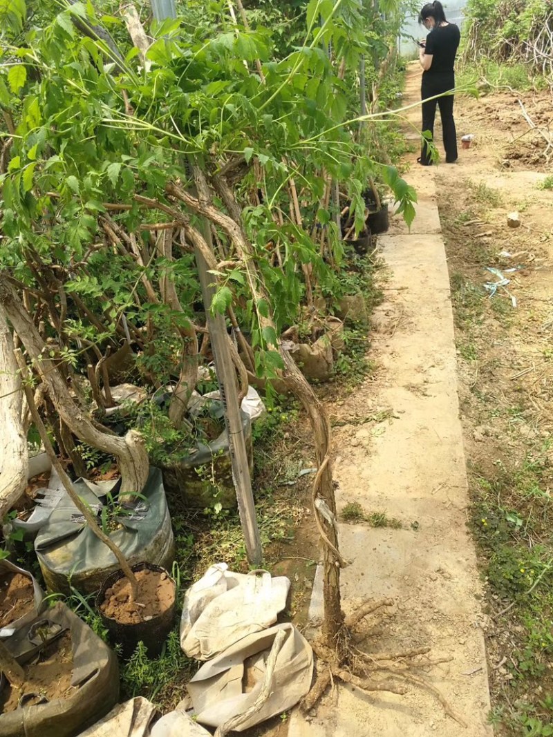 四季开花多花苗紫藤树苗爬藤植物攀援庭院围墙蔓藤紫藤苗