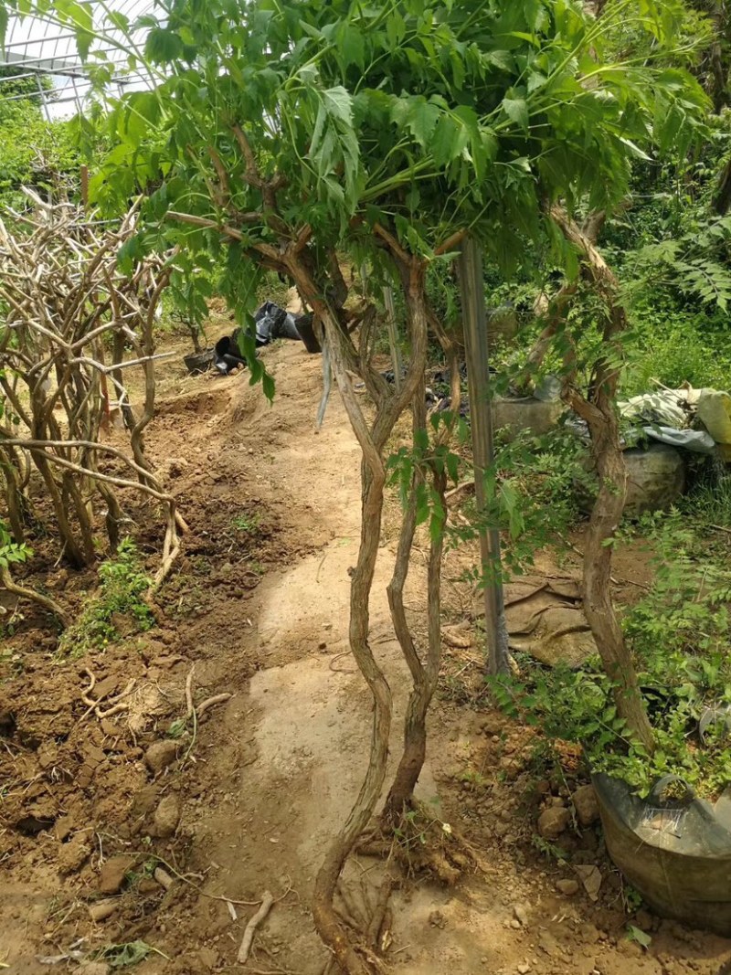 四季开花多花苗紫藤树苗爬藤植物攀援庭院围墙蔓藤紫藤苗