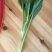大量油菜心，广东菜心