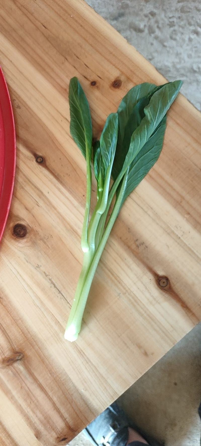 大量油菜心，广东菜心