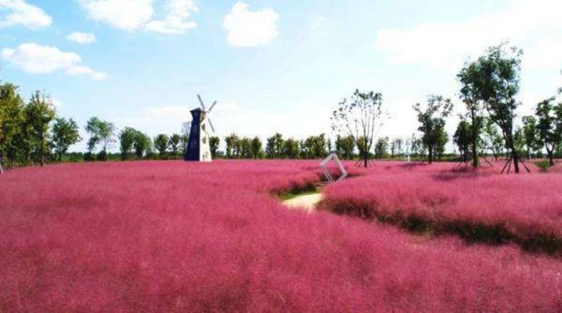 粉黛乱子草种籽毛芒乱子草花海粉米利庭院多年生观赏四季播网