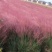 粉黛乱子草种籽毛芒乱子草花海粉米利庭院多年生观赏四季播网