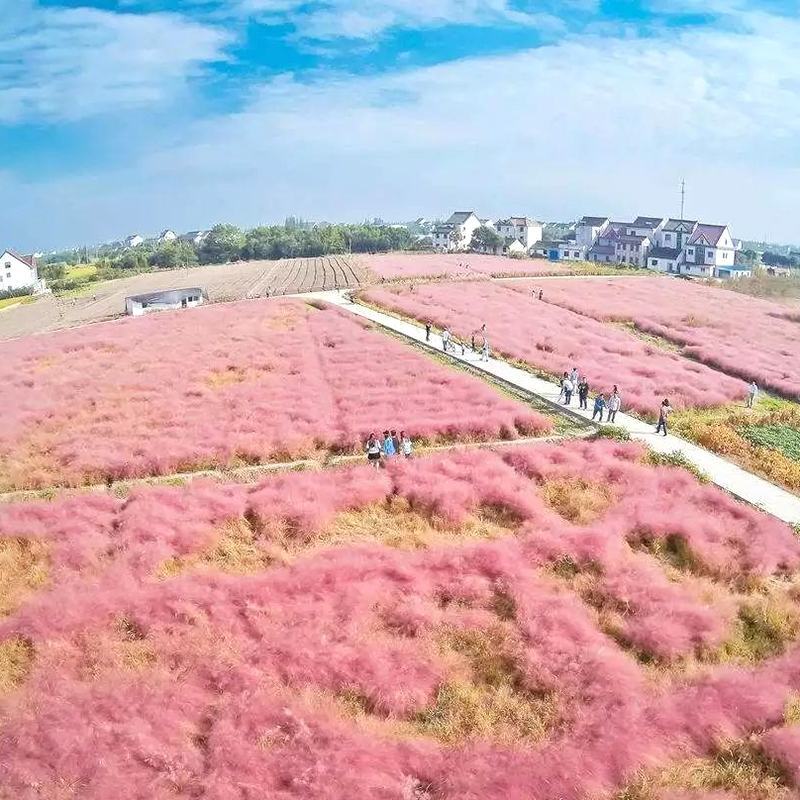 粉黛乱子草种籽毛芒乱子草花海粉米利庭院多年生观赏四季播网
