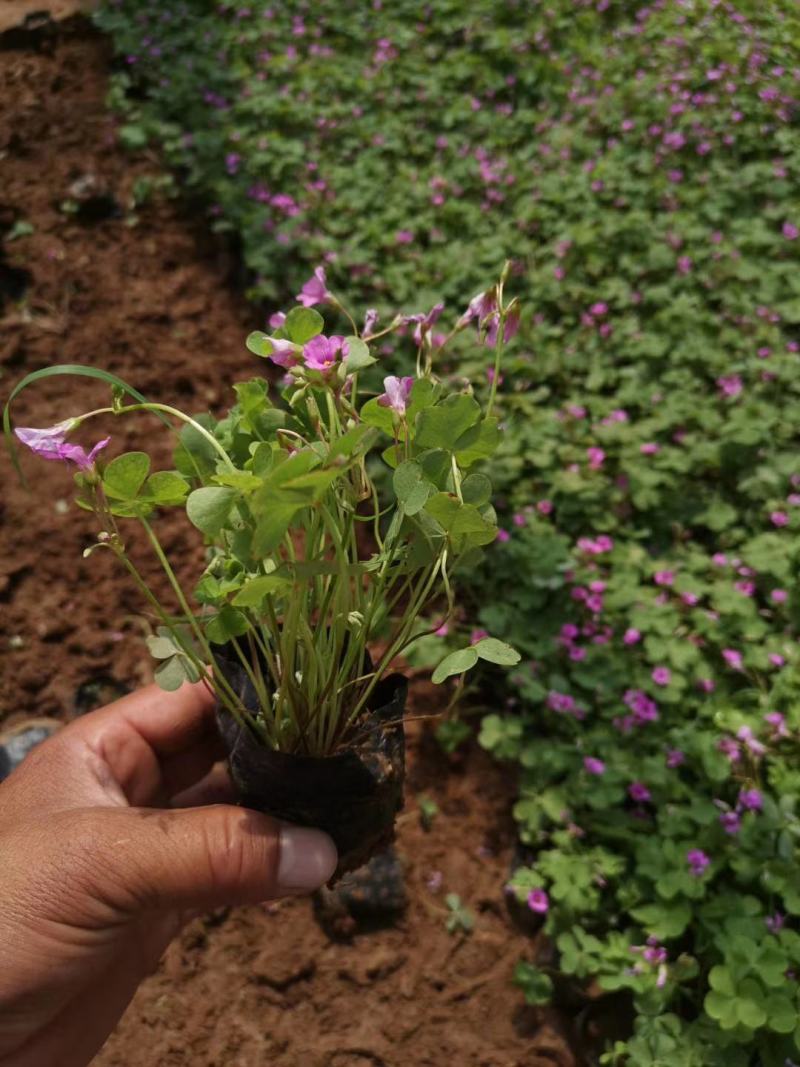 酢酱草，炸浆草，红花酢酱草，常年销售各种绿化苗木