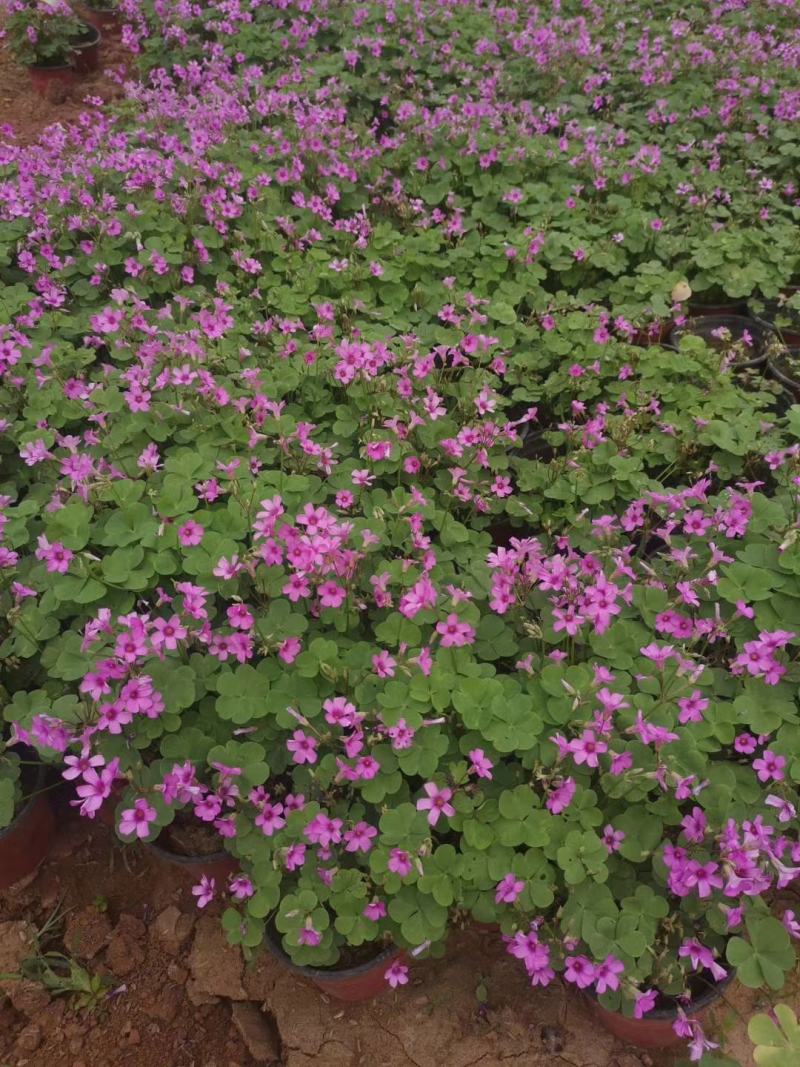 酢酱草，炸浆草，红花酢酱草，常年销售各种绿化苗木