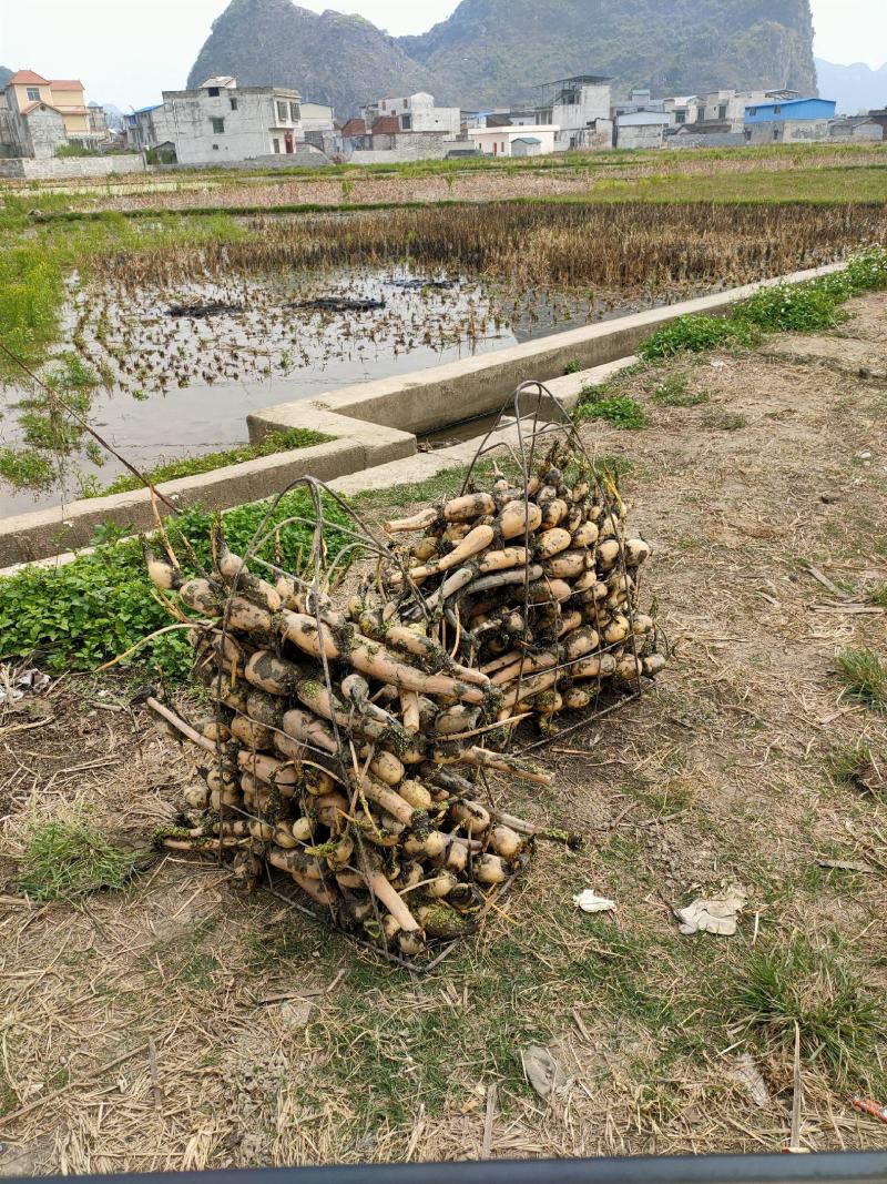广西柳州市柳江区百朋玉藕基地藕种苗大量上市