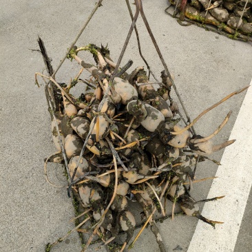 广西柳州市柳江区百朋玉藕基地藕种苗大量上市
