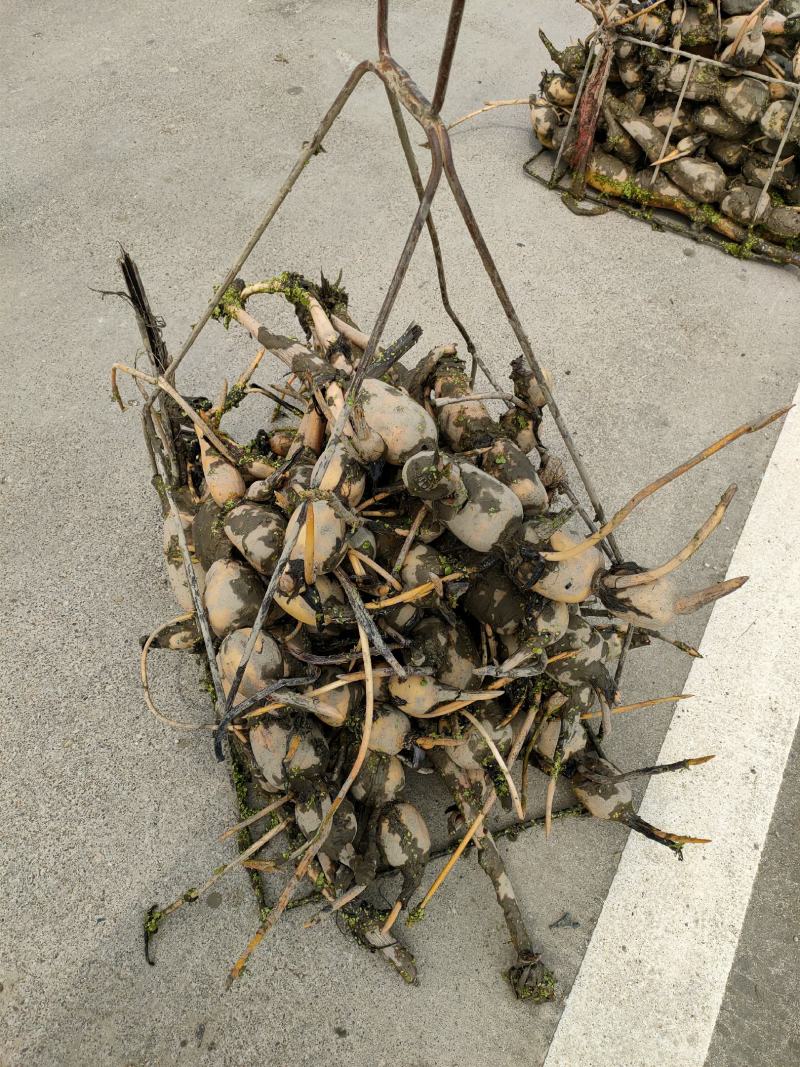 广西柳州市柳江区百朋玉藕基地藕种苗大量上市