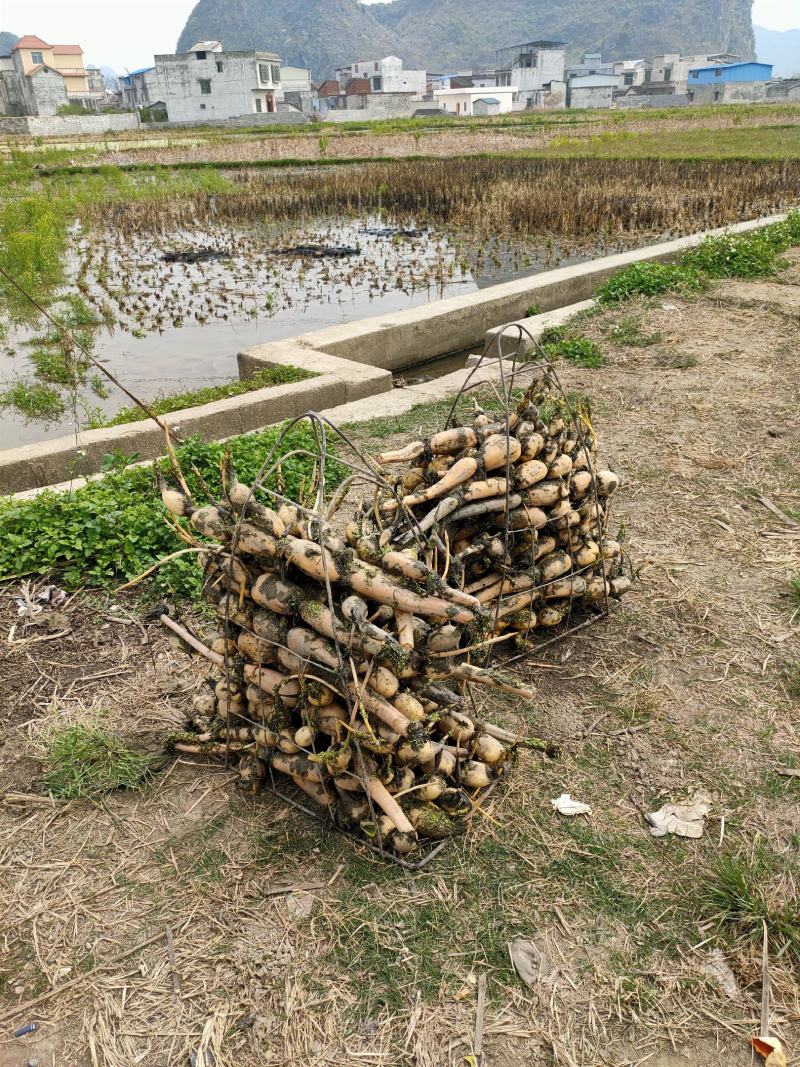 广西柳州市柳江区百朋玉藕基地藕种苗大量上市