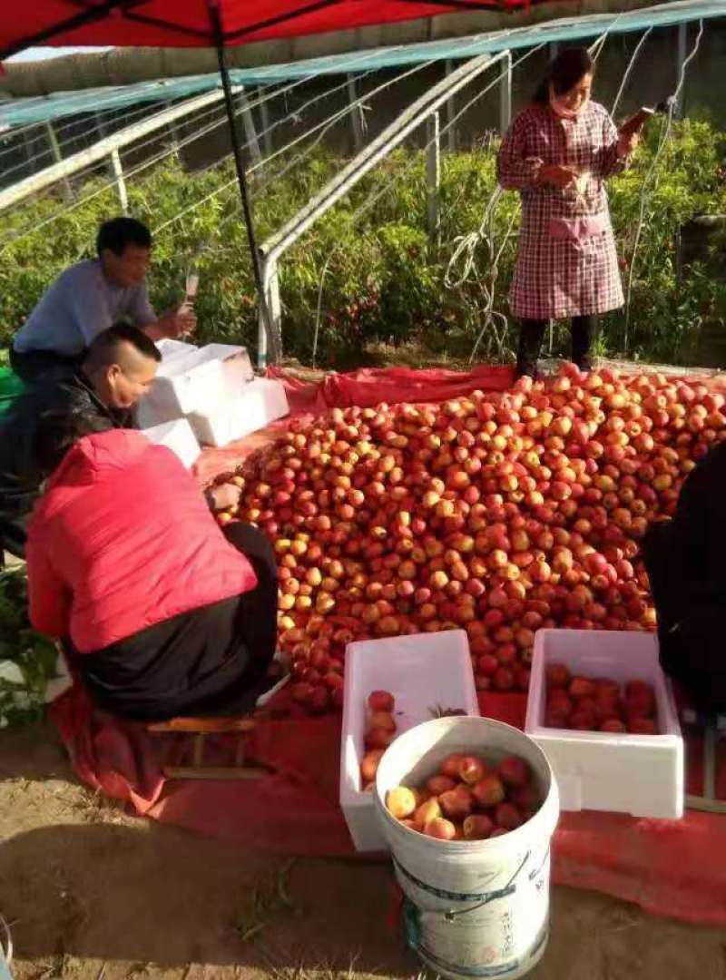 基地直发山东冠县露地油桃大量上市/专业对接电商供应链