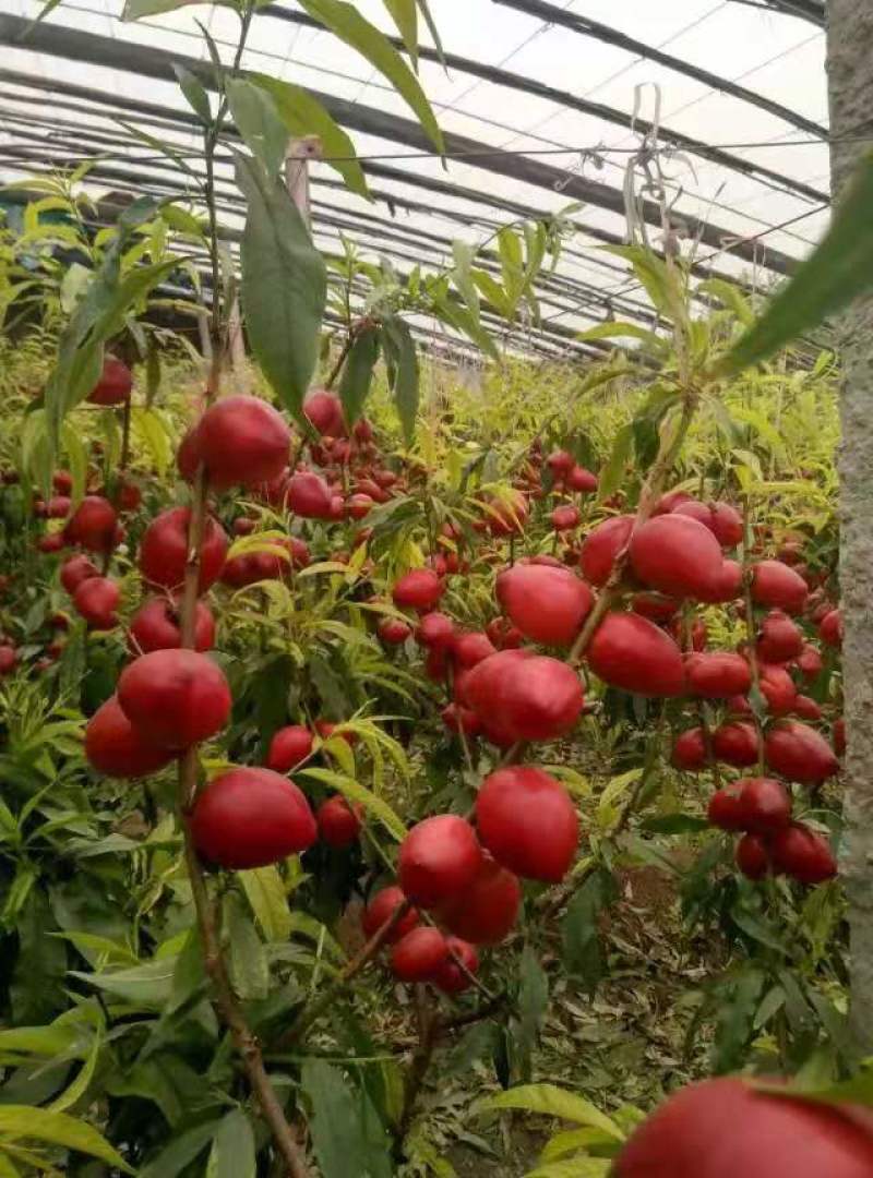 基地直发山东冠县露地油桃大量上市/专业对接电商供应链