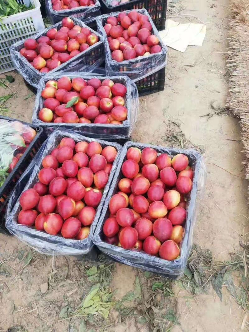 基地直发山东冠县露地油桃大量上市/专业对接电商供应链
