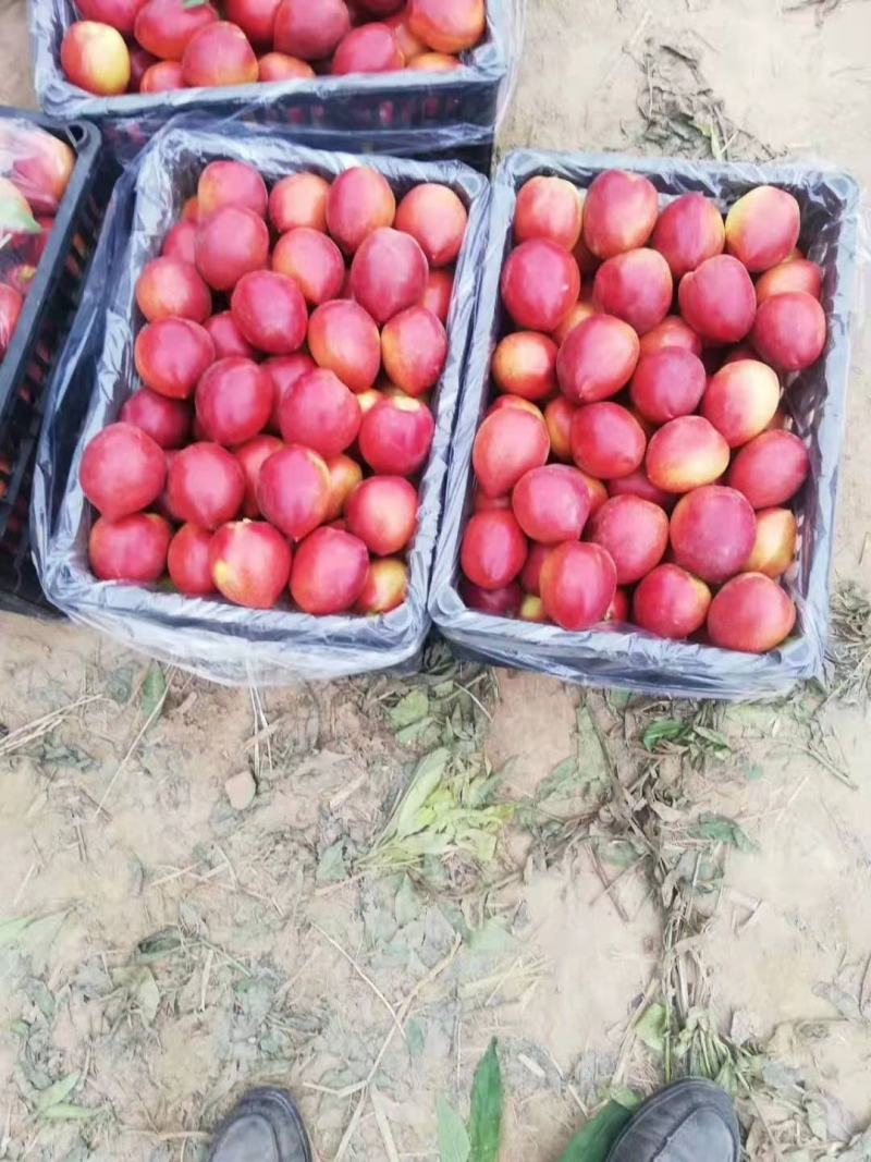 基地直发山东冠县露地油桃大量上市/专业对接电商供应链