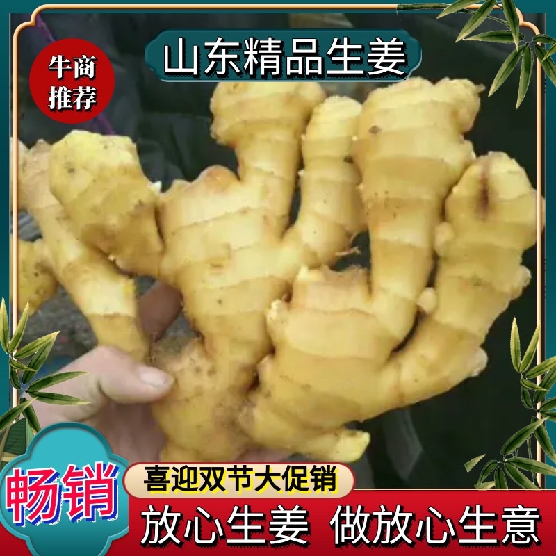 【精品老姜】发往电商/商超/市场山东生姜一手货源全国发货