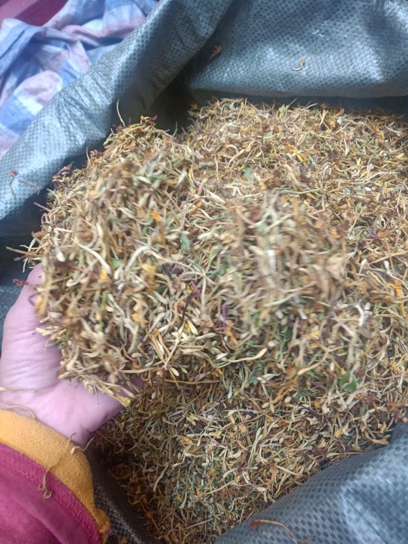 云南普洱野生金银花_清热去火