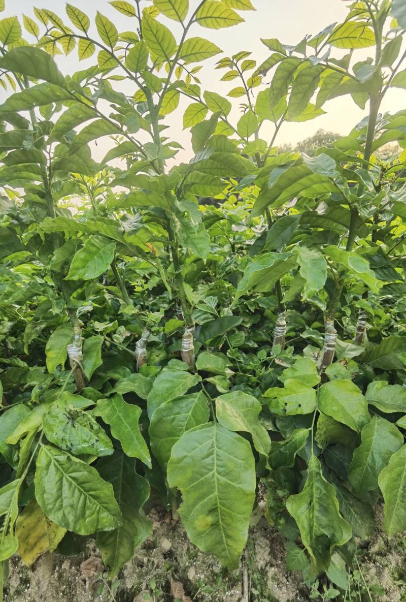 【精选苗】黑黄皮，贵妃黄皮，紫色黄皮，鸡心无核黄皮