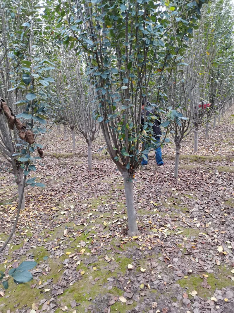 精品西湖海棠4—12公分支持视频看货