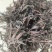 包邮软肝草冷背供应一公斤起卖