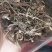 包邮软肝草冷背供应一公斤起卖
