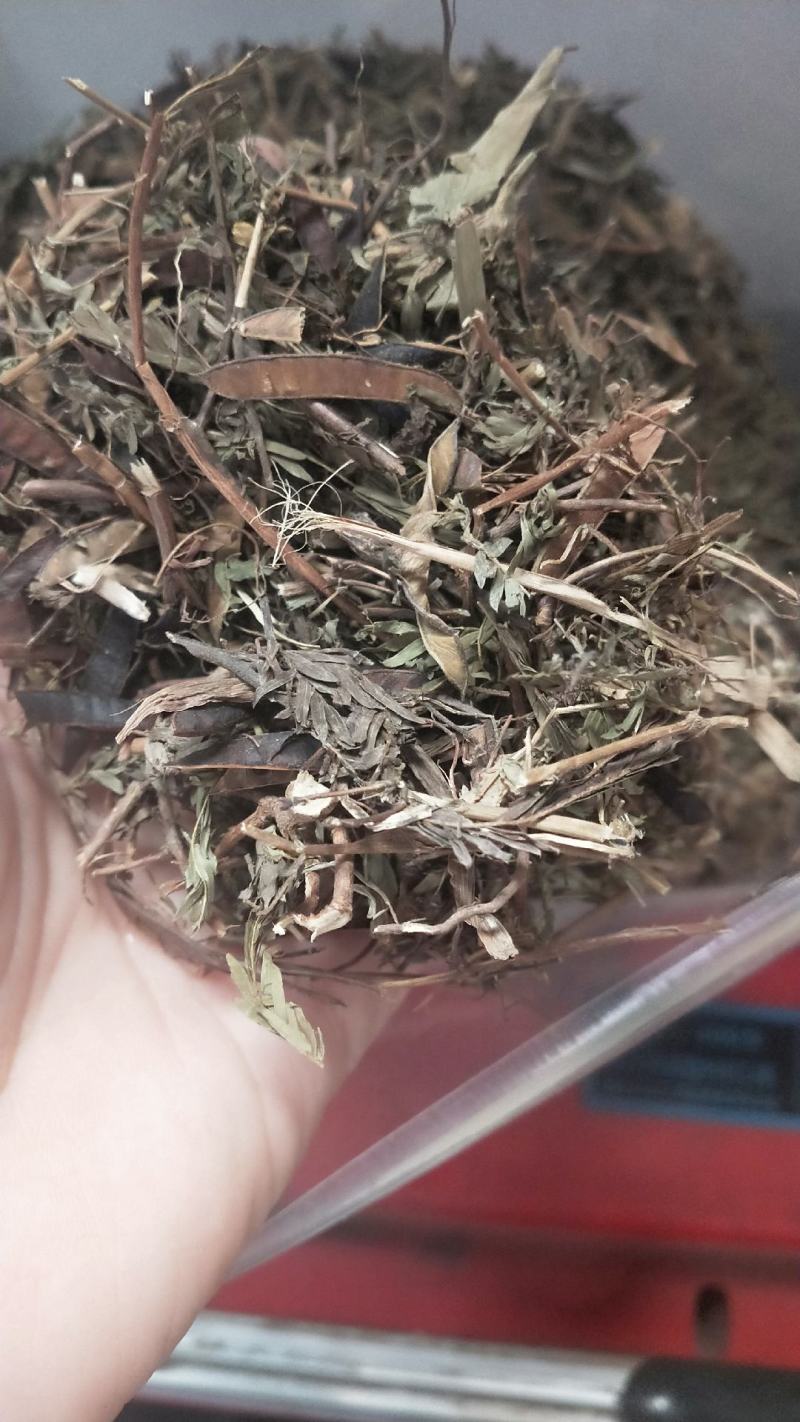 包邮软肝草冷背供应一公斤起卖