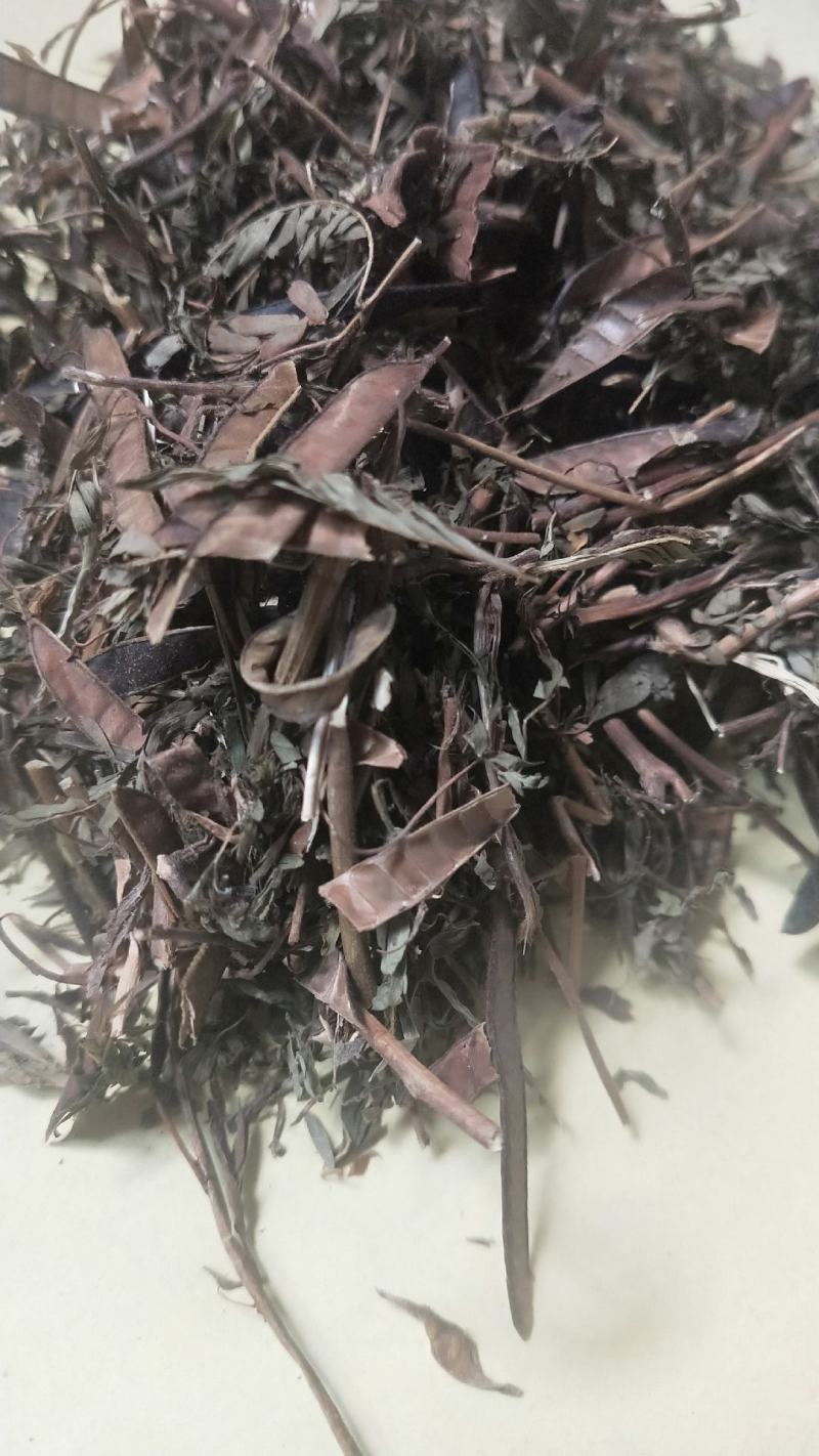 包邮软肝草冷背供应一公斤起卖