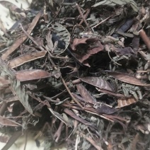 包邮软肝草冷背供应一公斤起卖