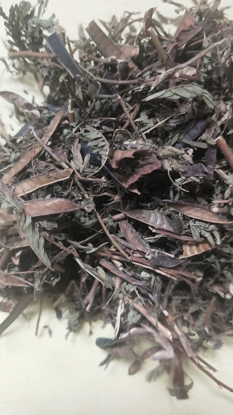 包邮软肝草冷背供应一公斤起卖