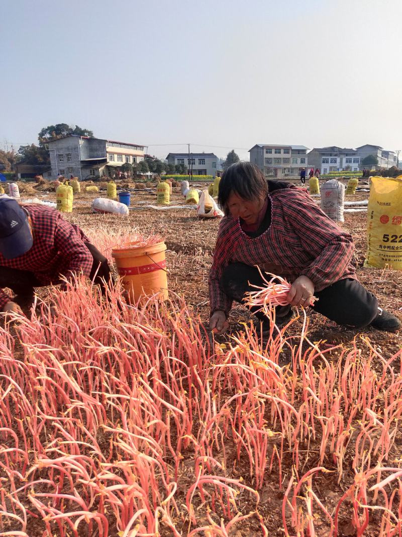 四川绵阳鱼腥草红芽，供货时间，每年1月中旬到4月底