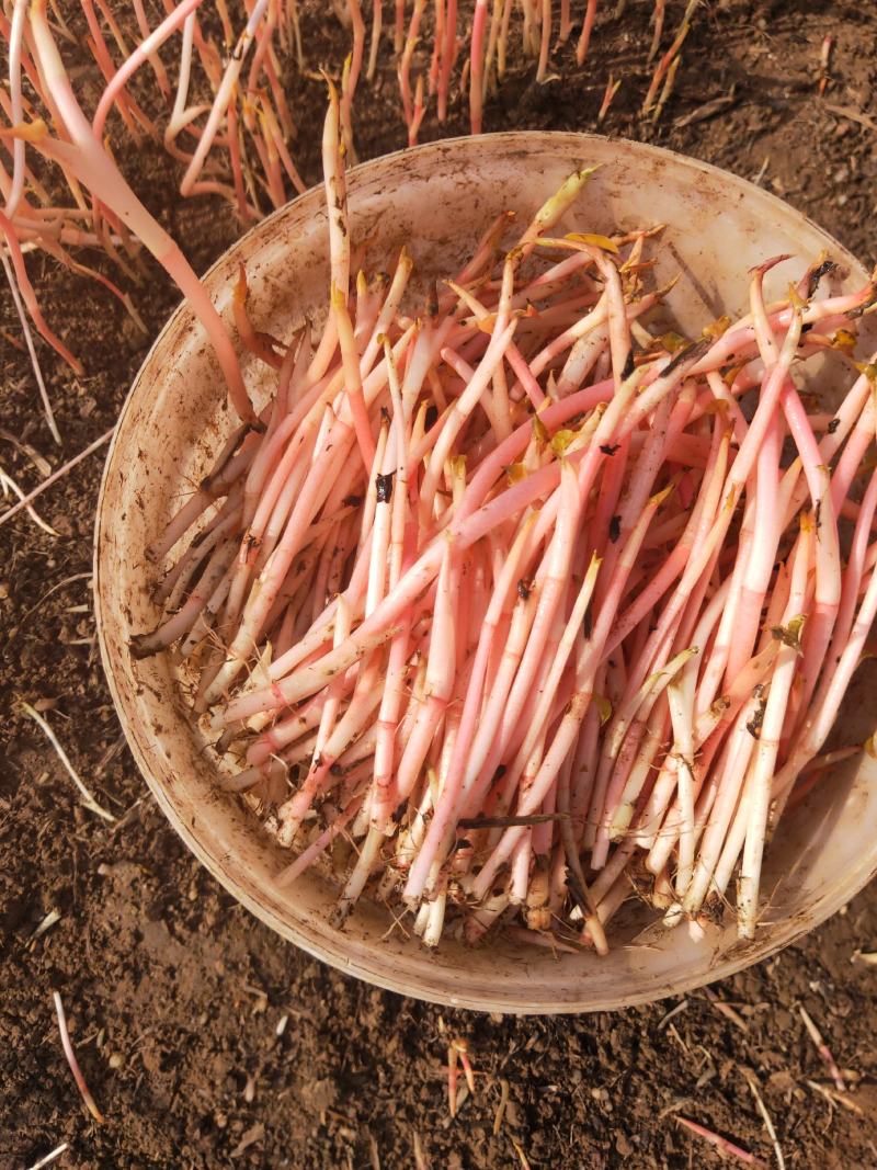 四川绵阳鱼腥草红芽，供货时间，每年1月中旬到4月底