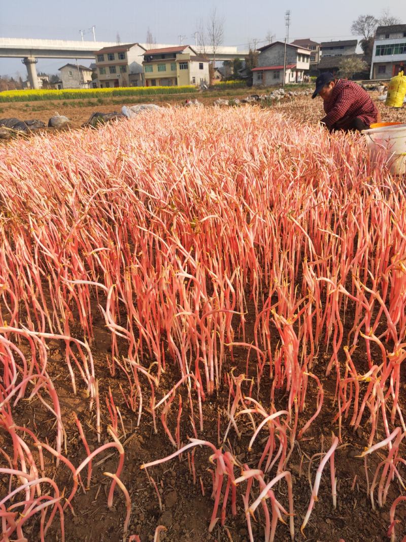 四川绵阳鱼腥草红芽，供货时间，每年1月中旬到4月底